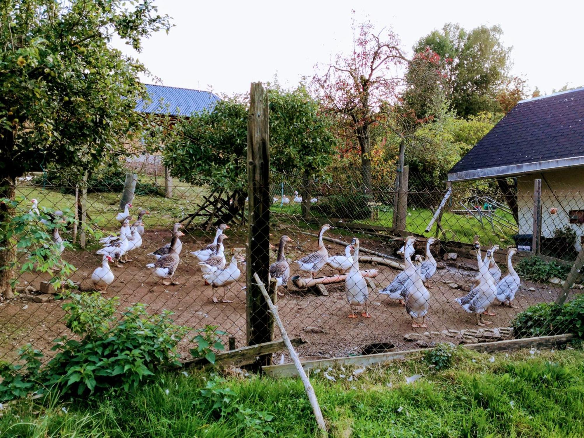 Ferienwohnungen 1 Bis 4 "Pumphut'S Scheune" Lengenfeld  ภายนอก รูปภาพ